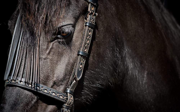 Bridles