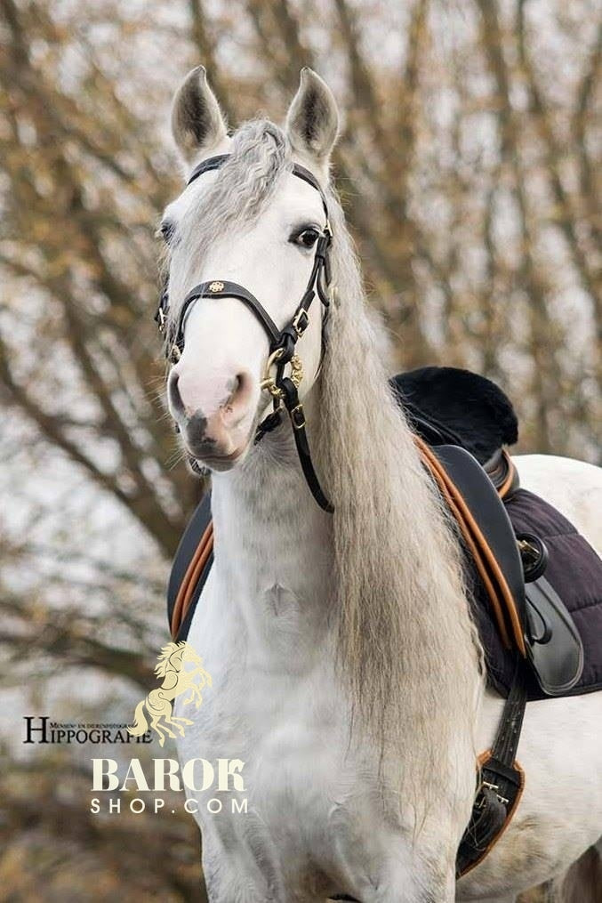 Portuguese Bridle "Lusitania"