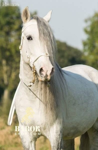 Portuguese Bridle "Lusitania"